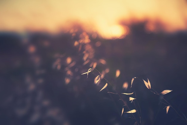 Herbes sèches d'automne dans un champ au coucher du soleil. Image macro, faible profondeur de champ. Beau fond de nature automne