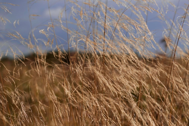 Herbes sèches avec ciel bleu en journée venteuse dans le champ de campagne