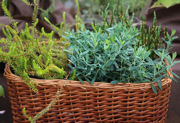 herbes vertes élevées dans un panier