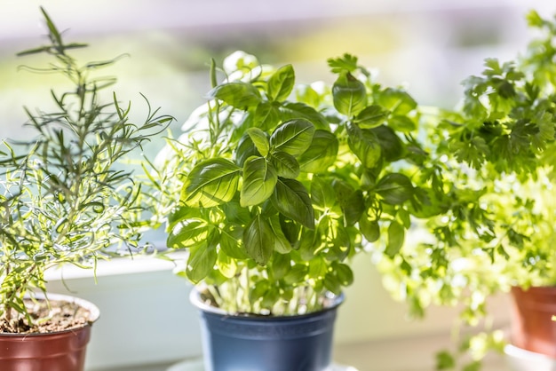 Herbes vertes fraîches basilic romarin et coriandre dans des pots placés sur un cadre de fenêtre