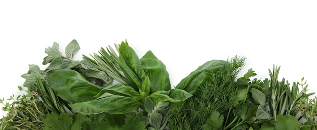 Herbes vertes fraîches isolées sur fond blanc