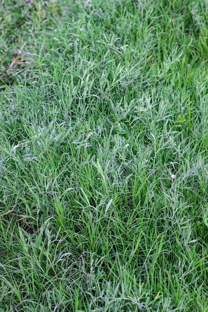 Herbes vertes fraîches poussant dans les prairies