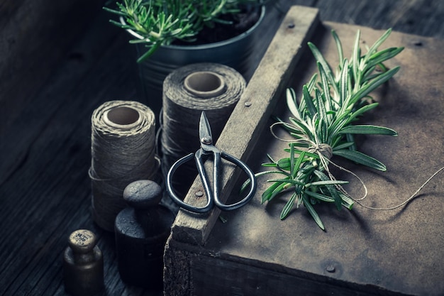 Herbes vertes vertes et fraîches sur une boîte en bois