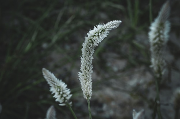 Photo herbes