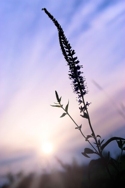 Les herbes