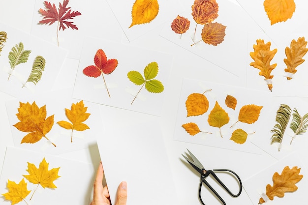 Herbier d'automne à plat avec des mains humaines collant des feuilles sur des cartes en papier sur la table