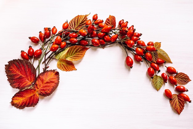 herbier d'églantier et de feuilles séchées d'automne