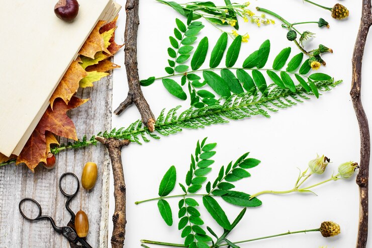 Photo herbier de plantes