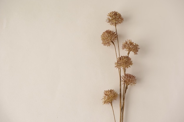 Herbier vintage Composition de fleurs de prairie gracieuses pressées et séchées sur fond de papier vert