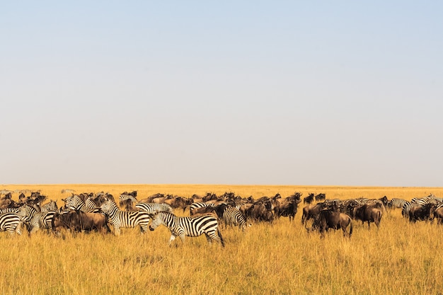 Herbivores de savane au Kenya