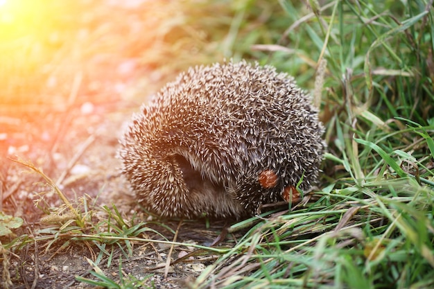 Hérisson à l'arrière de la boule enroulée sur un chemin forestier