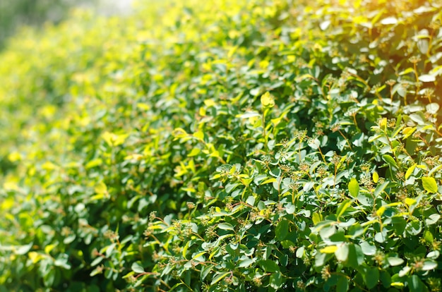 Hérisson, buisson vert par une journée ensoleillée