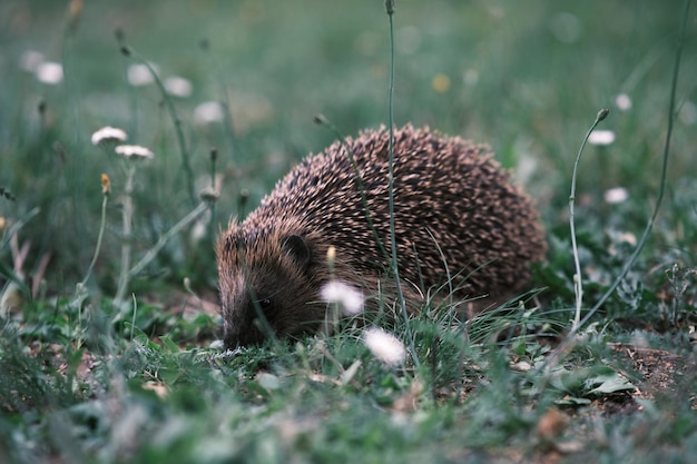 Photo le hérisson dans la faune