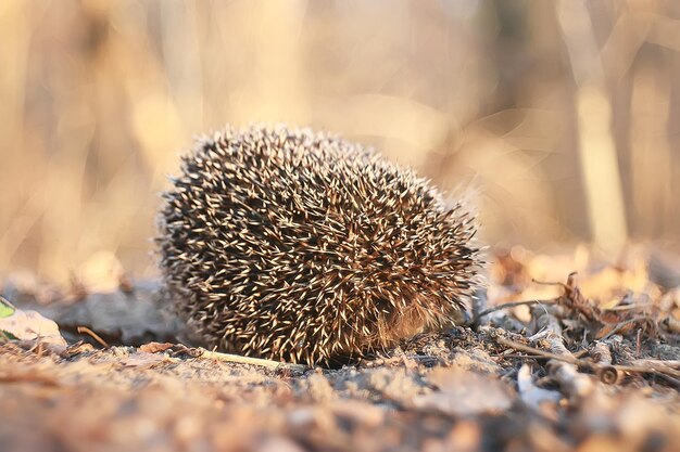 hérisson dans la forêt d'automne / animal sauvage forêt d'automne, nature, mignon petit hérisson épineux