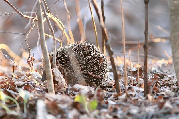 hérisson dans la forêt d'automne / forêt d'automne d'animaux sauvages, nature, mignon petit hérisson épineux