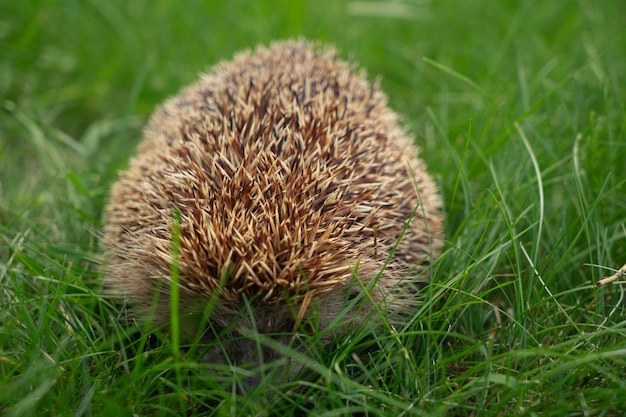 Hérisson dans le jardin