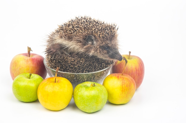 Photo hérisson européen commun sur fond blanc avec des pommes. le monde animal. erinaceus europaeus