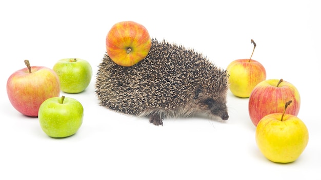 Hérisson européen sur fond blanc avec des pommes Monde animal Erinaceus europaeus