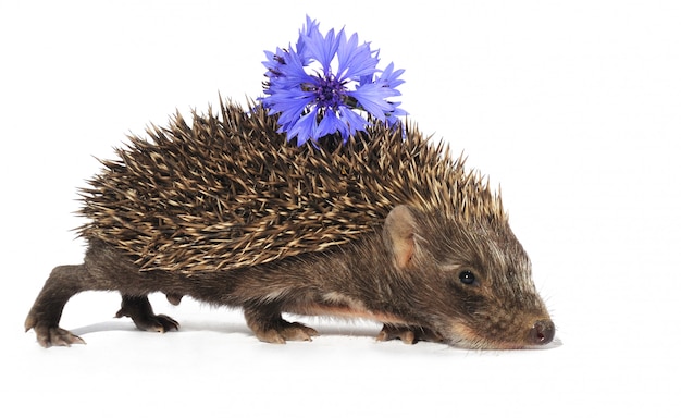 Hérisson avec fleur isolé