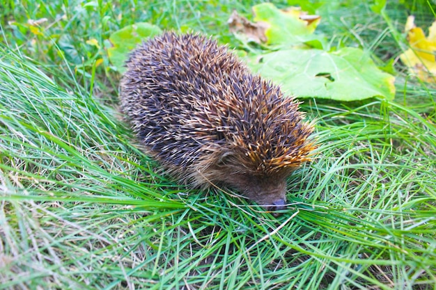 Hérisson sur l'herbe verte