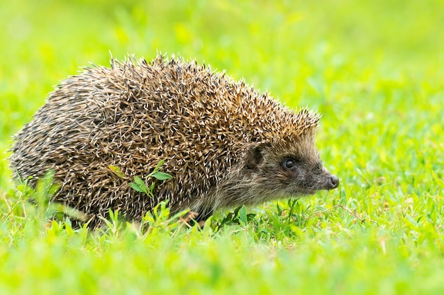 Hérisson sur l&#39;herbe