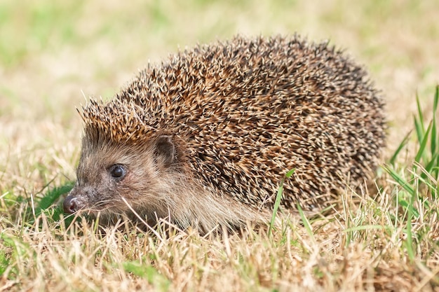 Hérisson sur l&#39;herbe