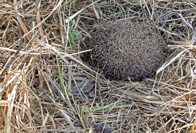 Un hérisson hiberne sur fond d'herbe sèche