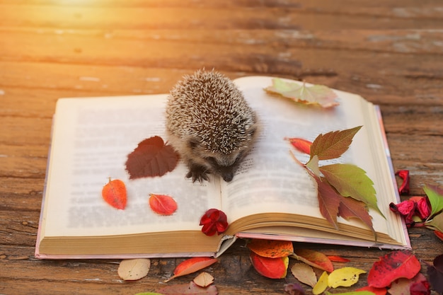 Hérisson livre ouvert feuilles d'automne table en bois