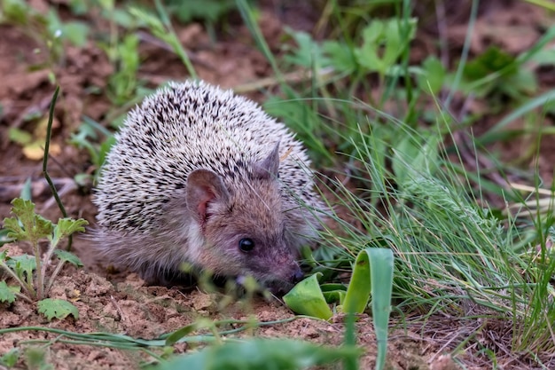 Photo hérisson à longues oreilles ou hemiechinus auritus dans son habitat