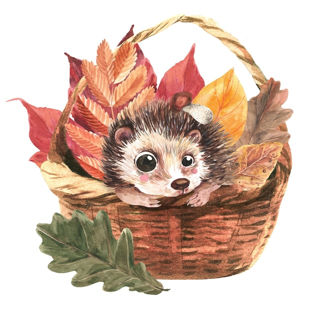 Hérisson mignon dans un panier en osier entouré de feuilles Illustration aquarelle sur fond blanc Isoler