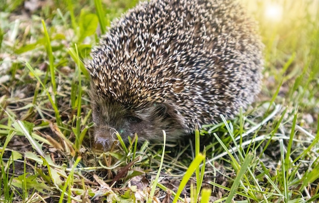 Hérisson mignon sur fond d'herbe verte dans la forêt