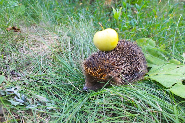 Le hérisson porte la pomme sur le dos