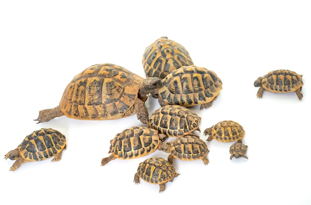 Hermanns Tortue et bébés tortues