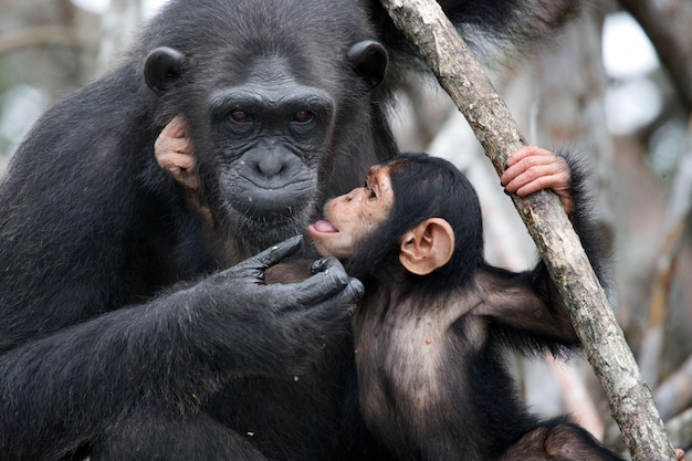 Photo hermosa postal de chimpanzé avec son cria jugando