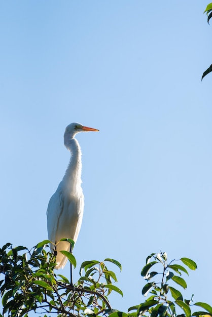 Heron belle grâce au soleil sur les branches d'un arbre mise au point sélective de la lumière naturelle