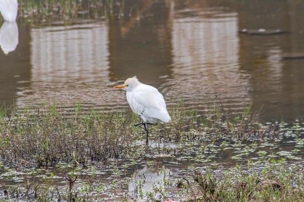 Héron de bétail debout au milieu de l'eau