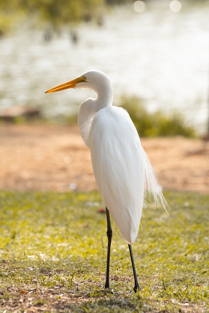 Héron blanc au parc brésilien