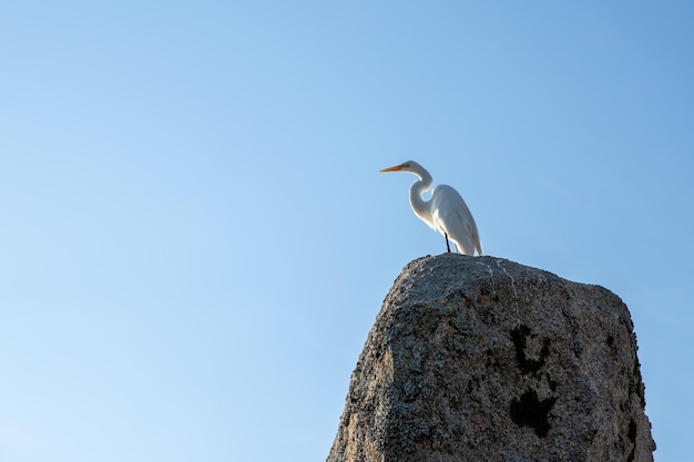 héron blanc au sommet d'un rocher regardant la nature ciel bleu en été