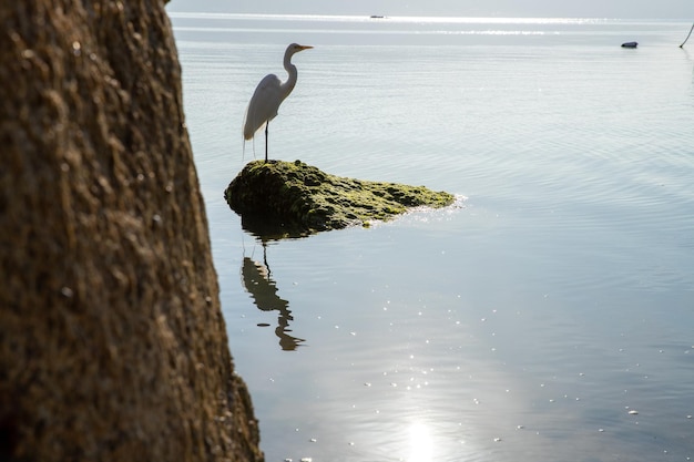 héron blanc sur rocher observant la nature reflet dans l'eau journée ensoleillée photo prise derrière le rocher