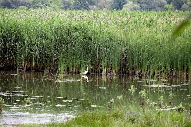 Un héron blanc se dresse dans l'étang au milieu des roseaux.