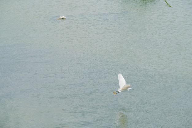 Le héron blanc vole au-dessus de l&#39;eau