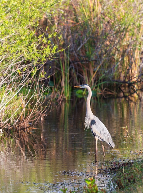 Héron bleu dans les Everglades NP, Floride