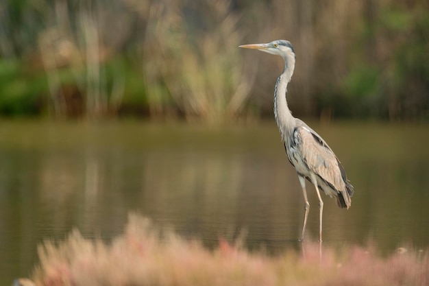 Héron cendré Ardea cinerea Malaga Espagne