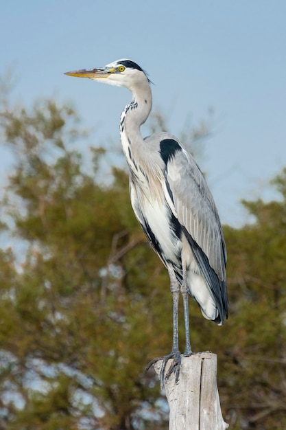 Héron cendré Ardea cinerea Malaga Espagne