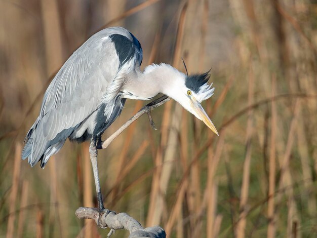 Héron cendré Ardea cinerea Malaga Espagne