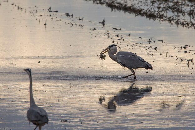 Héron cendré (Ardea cinerea) pêche dans une rizière dans une journée de labour au coucher du soleil à Albufera de Valence.