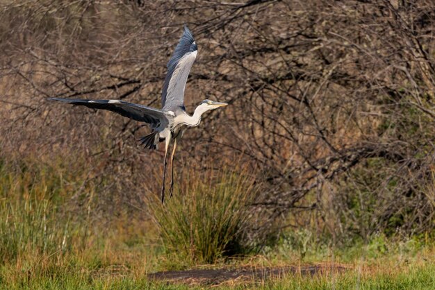 Héron cendré Ardea cinerea photographié en vol