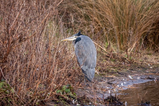 Héron cendré ardea cinerea regarder et attendre