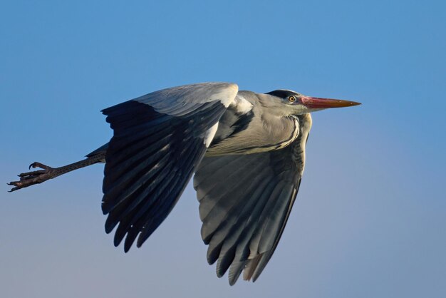 Héron cendré ardea cinerea