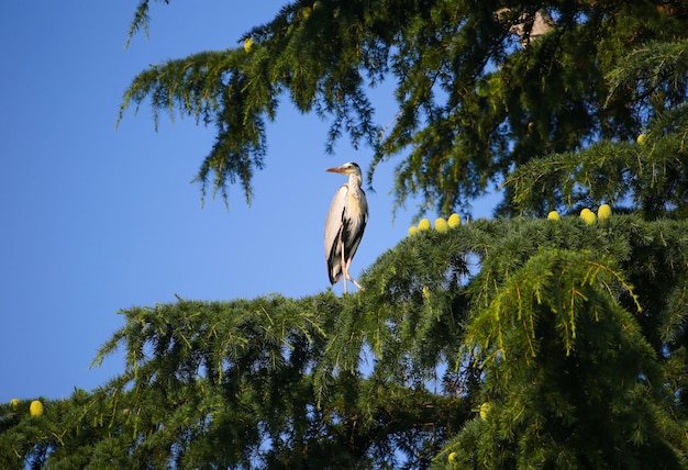 Héron cendré dans un arbre